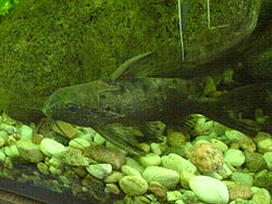 Synodontis ocellifer-aquarium.jpg