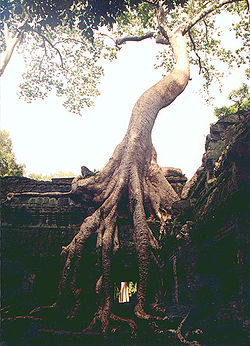 Ta Prohm Angkor 2000.jpg