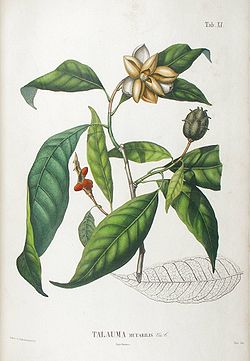 Talauma mutabilis from Blume Flora Javae.jpg