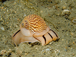 Tanea undulata (Moon Snail).jpg