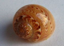Tanea zelandica (necklace shell).JPG