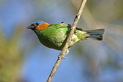 Tangara cyanocephala Itamanbuca Eco Resort.jpg