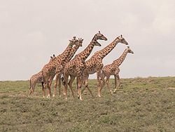 Tanzanie girafe.jpg