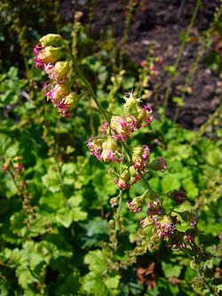 Tellima grandiflora 2007-06-02 (flower).jpg