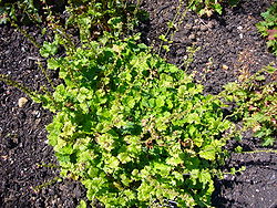 Tellima grandiflora 2007-06-02 (plant).jpg