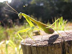 Tenodera angustipennis Saussure(Pregnant) DSCN9575.jpg