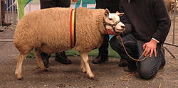 Texel sheep.jpg