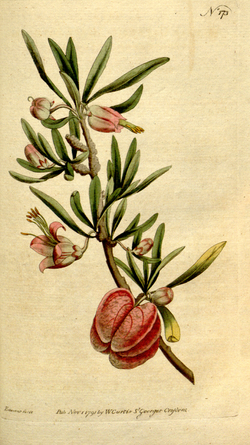 The Botanical Magazine, Plate 173 (Volume 5, 1792).png