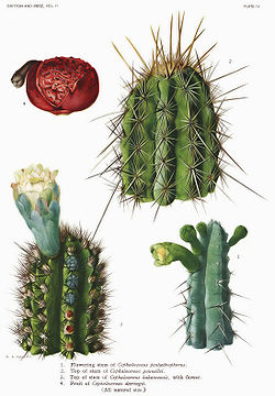 The Cactaceae Vol II, plate IV filtered.jpg