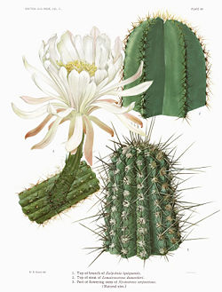 The Cactaceae Vol II, plate XV filtered.jpg