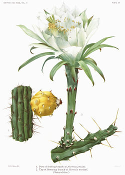The Cactaceae Vol II, plate XX filtered.jpg