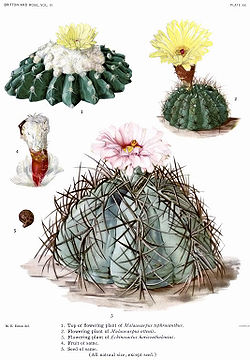 The Cactaceae Vol III, plate XX filtered.jpg