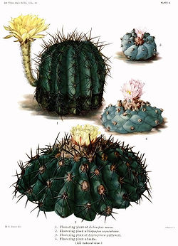 The Cactaceae Vol III, plate X filtered.jpg