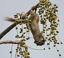 Three-Striped Palm Squirrel (Funambulus palmarum) feeding on Lannea coromandelica fruits W IMG 7816.jpg