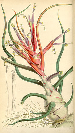 Tillandsia bulbosa - Curtis vol. 73 (ser. 3 no. 3) (1847) pl. 4288.jpg