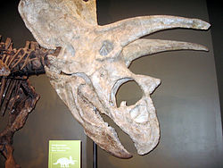 Titanoceratops Samnoble.JPG