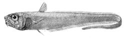 Trachonurus sulcatus1.jpg