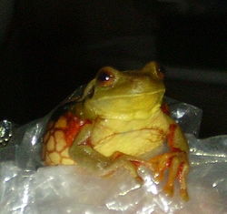 Trachycephalus coriaceus ecuador.jpg