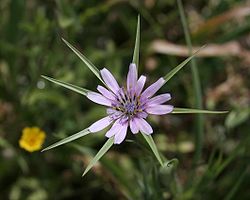 Tragopogon hybridus.jpg