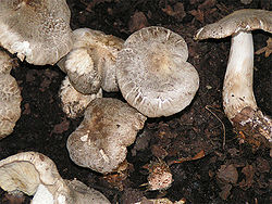 Tricholoma pardinum 01.jpg