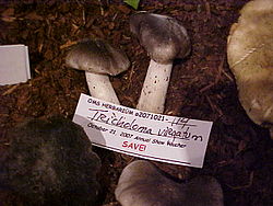 Tricholoma virgatum 25201.jpg