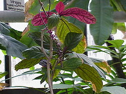 Trichstigma peruvianum2.jpg