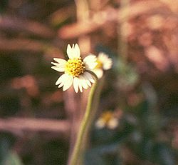 Tridax procumbens 2.jpg