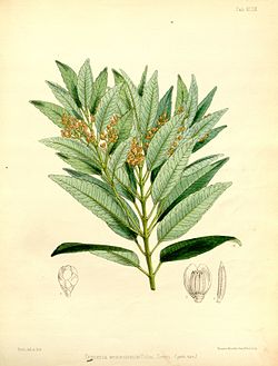 Trimenia weinmanniaefolia 99.jpg