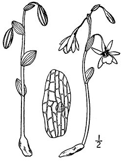 Triphora trianthophora - N.L.Britton, Man. Fl. N. States.jpg