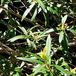 Tristania neriifolia Ourimbah.jpg
