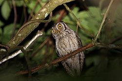 Tropical Screech-Owl.jpg