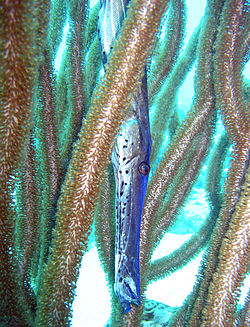 Trumpetfish.jpg