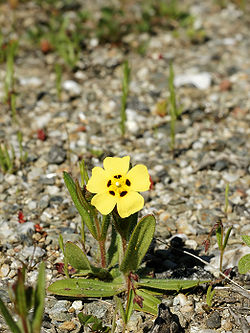 Tuberaria guttata (plant).jpg