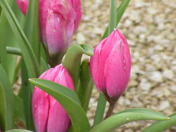 Tulipa pulchella0.jpg