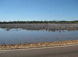 Tunica County MS 01 Flooded Cotton Field.jpg