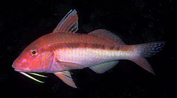 Upeneichthys lineatus (Blue-lined goatfish).jpg