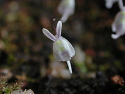 Utricularia sandersonii flower.jpg