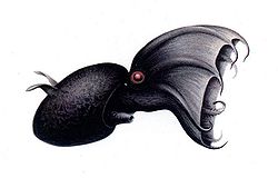 Vampyroteuthis illustration.jpg