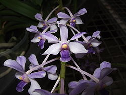 Vanda coerulescens flower.jpg