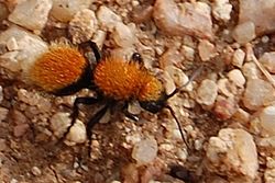 Velvet Ant (Mutillidae), Dasymutilla, Albuquerque.JPG