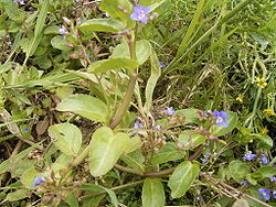 Veronica beccabunga plant1.jpg