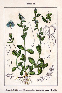 Veronica serpyllifolia Sturm44.jpg