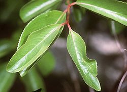 Viburnum prunifolium USDA1.jpg