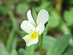 Viola arvensis.jpeg
