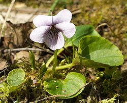 Viola palustris kz1.jpg