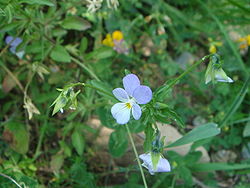 Viola saxatilis.JPG