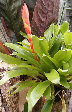 Vriesea duvaliana HabitusInflorescence BotGardBln0906.jpg