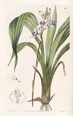 Warreella cyanea (as Warrea cyanea) - Edwards vol 31 (NS 8) pl 28 (1845).jpg