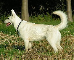Weißer schäferhund.jpg