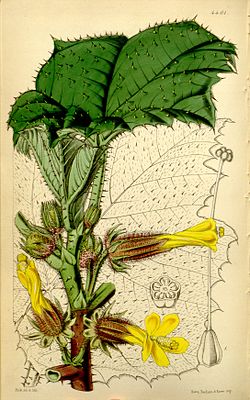 Wercklea ferox (Hibiscus ferox) Bot. Mag. 74. 4401. 1848.jpg
